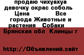 продаю чихуахуа девочку,окрас соболь › Цена ­ 25 000 - Все города Животные и растения » Собаки   . Брянская обл.,Клинцы г.